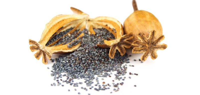 Why are poppy seeds illegal in Bangladesh despite being used as a common spice?