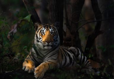 Do Bengal Tigers still roam the Chattogram Hill Tracts? The history behind the royal beasts