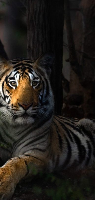 Do Bengal Tigers still roam the Chattogram Hill Tracts? The history behind the royal beasts