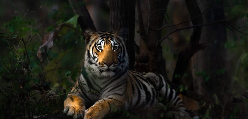 Do Bengal Tigers still roam the Chattogram Hill Tracts? The history behind the royal beasts