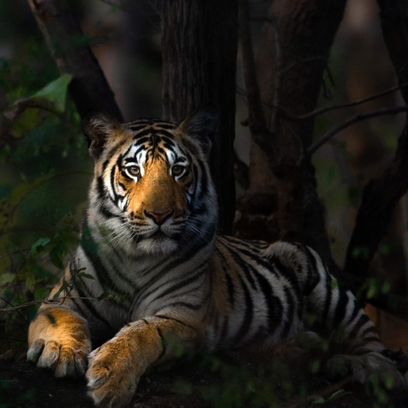 Do Bengal Tigers still roam the Chattogram Hill Tracts? The history behind the royal beasts