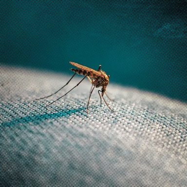 How do mosquitoes know exactly where you are?