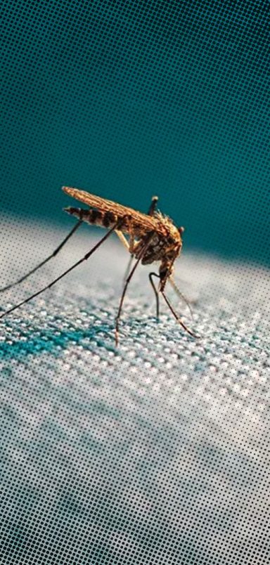 How do mosquitoes know exactly where you are?