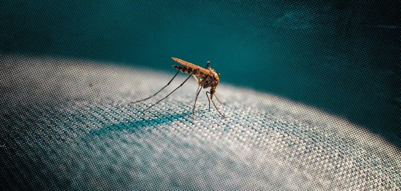 How do mosquitoes know exactly where you are?