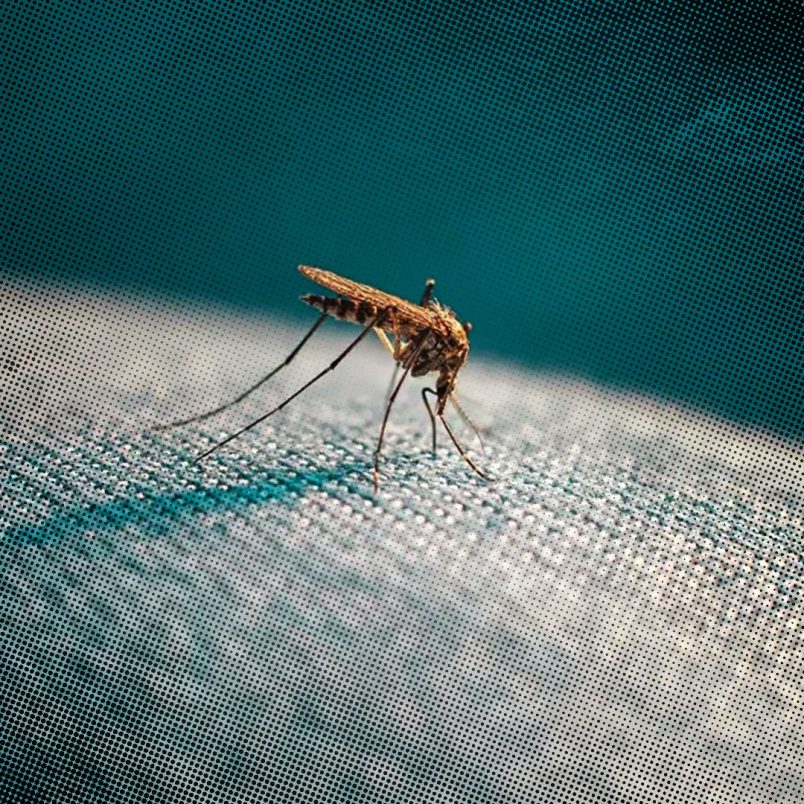 How do mosquitoes know exactly where you are?