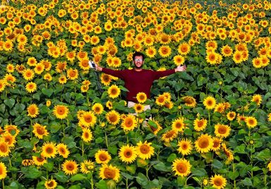 Nagriyakandi Sunflower Garden and Park, complete guide to largest sunflower garden near Dhaka