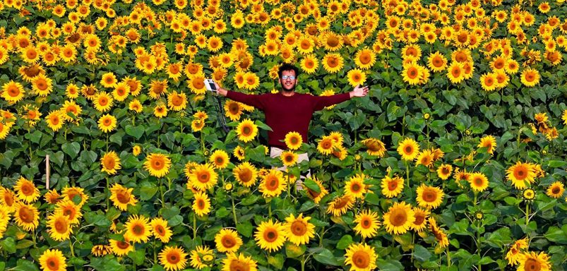 Nagriyakandi Sunflower Garden and Park, complete guide to largest sunflower garden near Dhaka