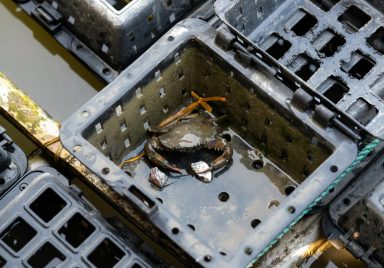 How soft-shell crab exports are sustaining Bangladesh's southwest