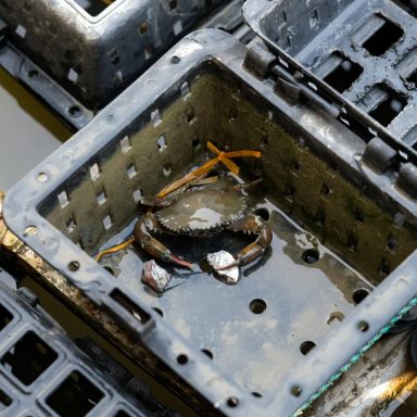 How soft-shell crab exports are sustaining Bangladesh's southwest