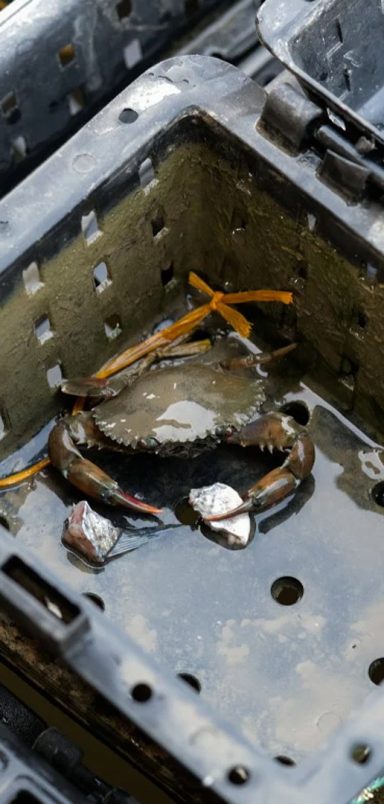 How soft-shell crab exports are sustaining Bangladesh's southwest