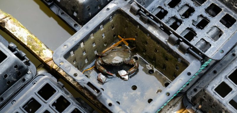 How soft-shell crab exports are sustaining Bangladesh's southwest