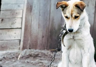 What's behind the alarming rise in animal cruelty cases?