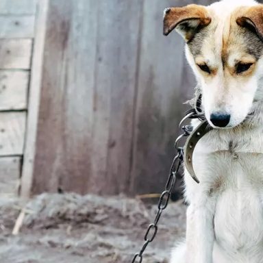 What's behind the alarming rise in animal cruelty cases?