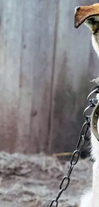 What's behind the alarming rise in animal cruelty cases?