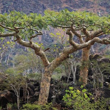 What is frankincense and why are we running out of it?