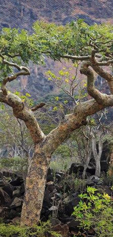 What is frankincense and why are we running out of it?