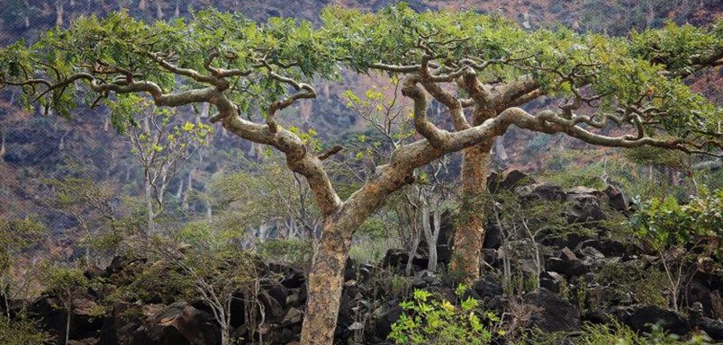What is frankincense and why are we running out of it?