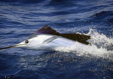 Which are the fastest fishes on the planet