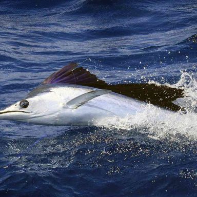 Which are the fastest fishes on the planet