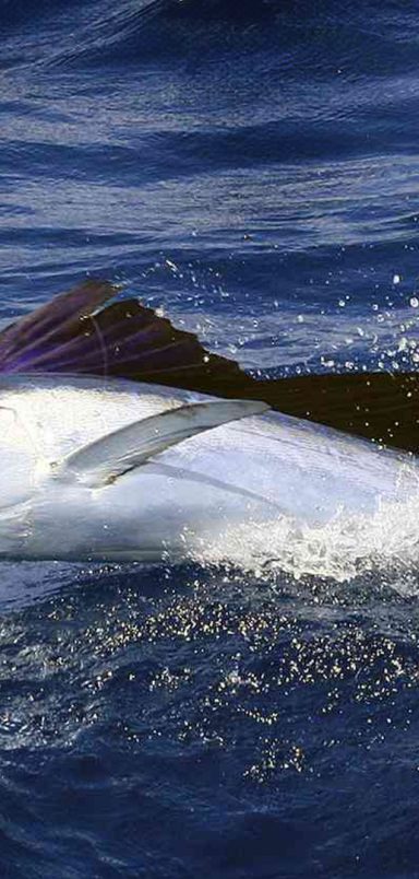 Which are the fastest fishes on the planet