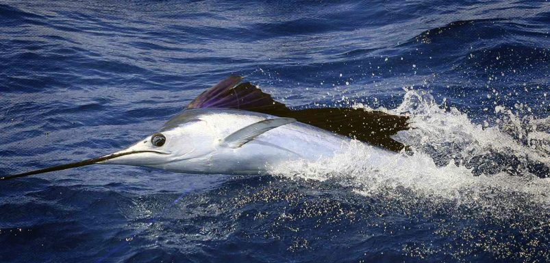 Which are the fastest fishes on the planet