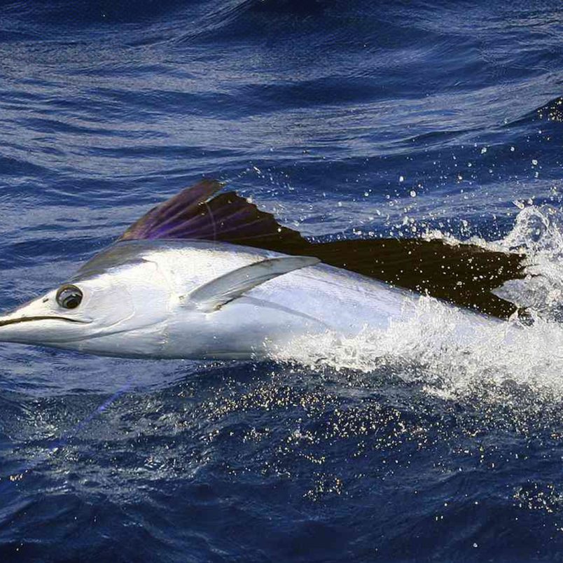 Which are the fastest fishes on the planet