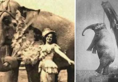 What was the reason behind hanging a circus elephant?