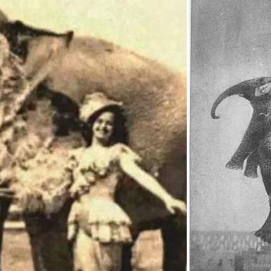 What was the reason behind hanging a circus elephant?
