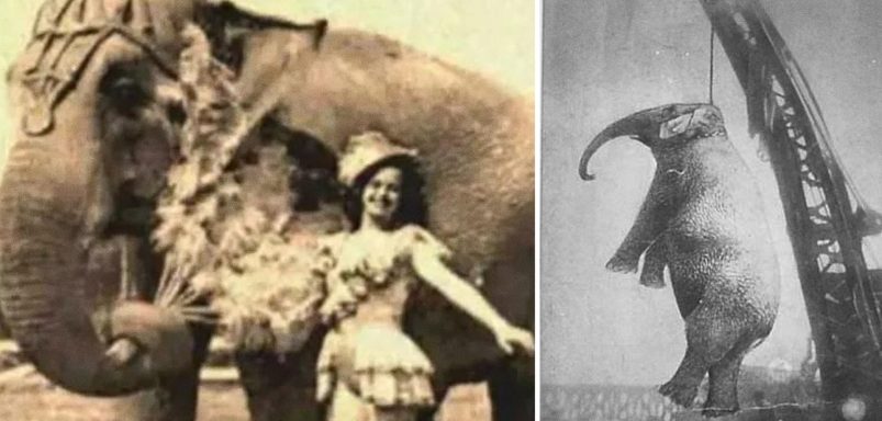 What was the reason behind hanging a circus elephant?
