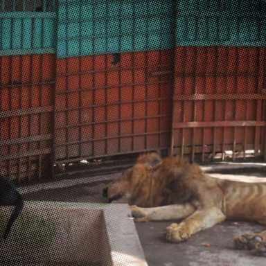 What is the punishment for animal abuse in Bangladesh?