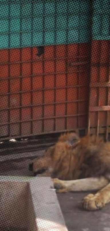 What is the punishment for animal abuse in Bangladesh?