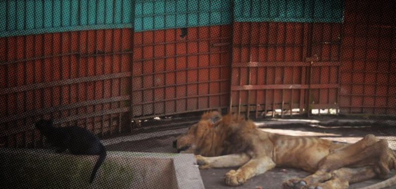 What is the punishment for animal abuse in Bangladesh?