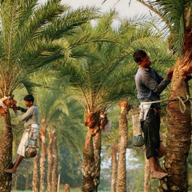 For 4 months of winter, they travel 100 miles to cut date palms