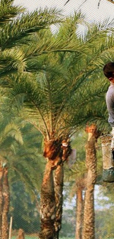 For 4 months of winter, they travel 100 miles to cut date palms