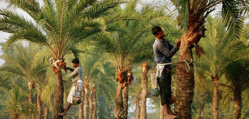 For 4 months of winter, they travel 100 miles to cut date palms