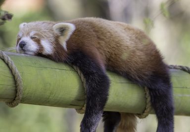 10 animals that sleep the most