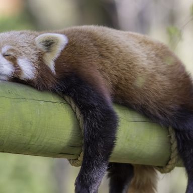 10 animals that sleep the most