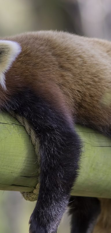 10 animals that sleep the most