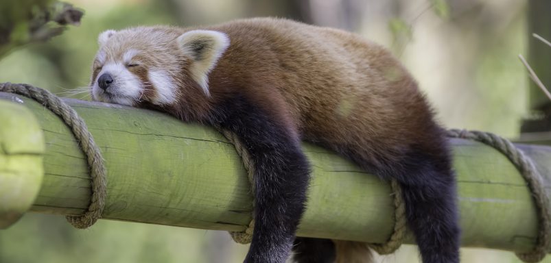10 animals that sleep the most