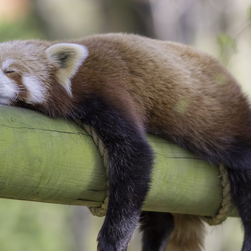 10 animals that sleep the most