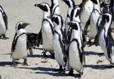 Why are African penguins dying of hunger?