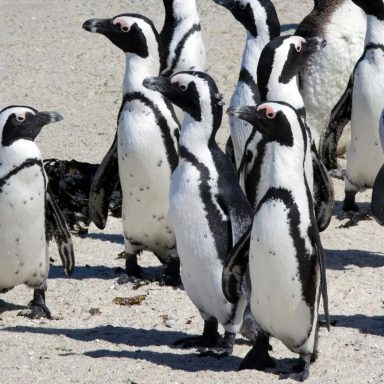 Why are African penguins dying of hunger?