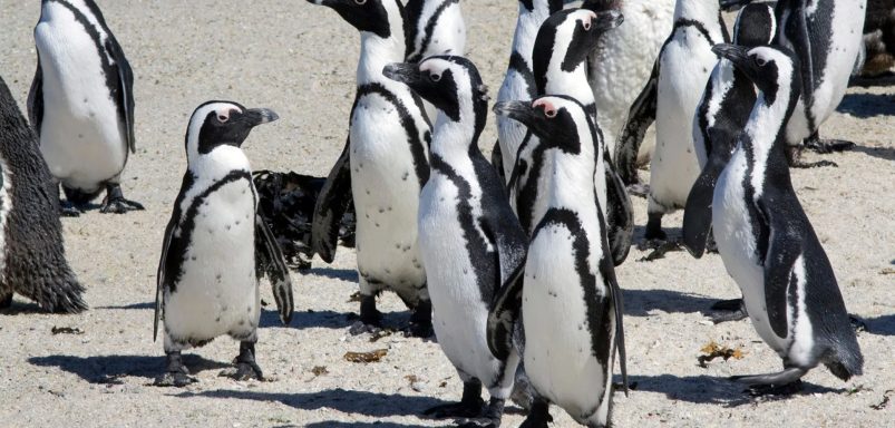 Why are African penguins dying of hunger?