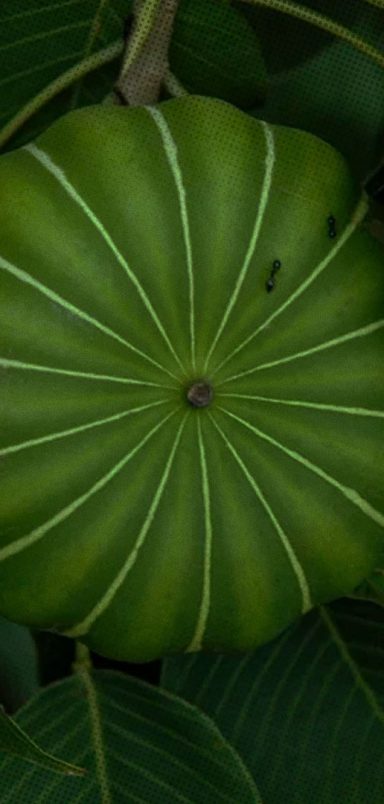 A tree that shoots its seeds at 150 MPH