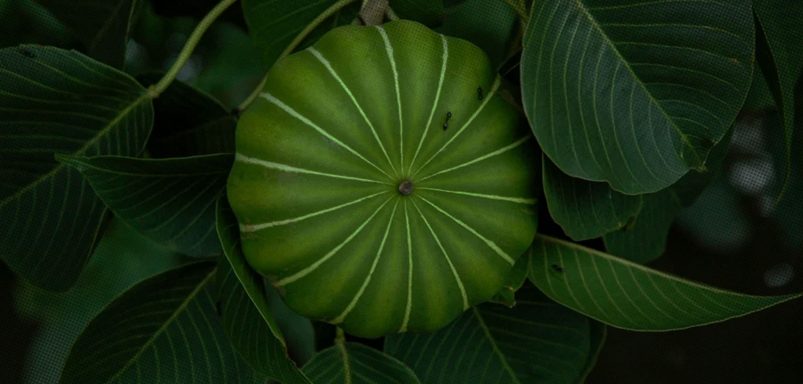 A tree that shoots its seeds at 150 MPH