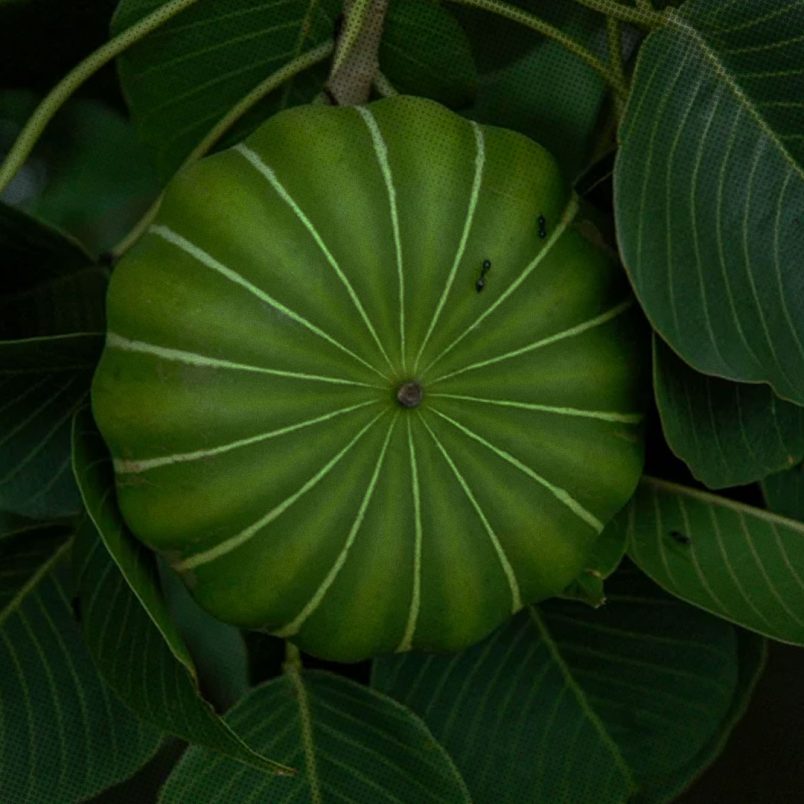 A tree that shoots its seeds at 150 MPH