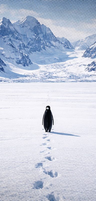 Why is the penguin’s lonely march haunting the internet?