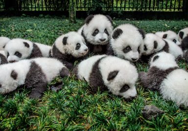 Why does only China hold the right to own all pandas?