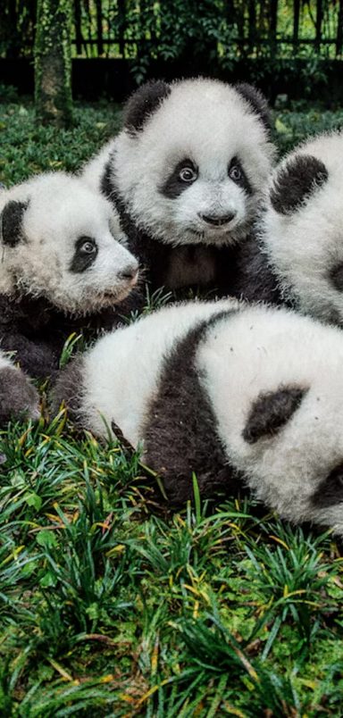 Why does only China hold the right to own all pandas?
