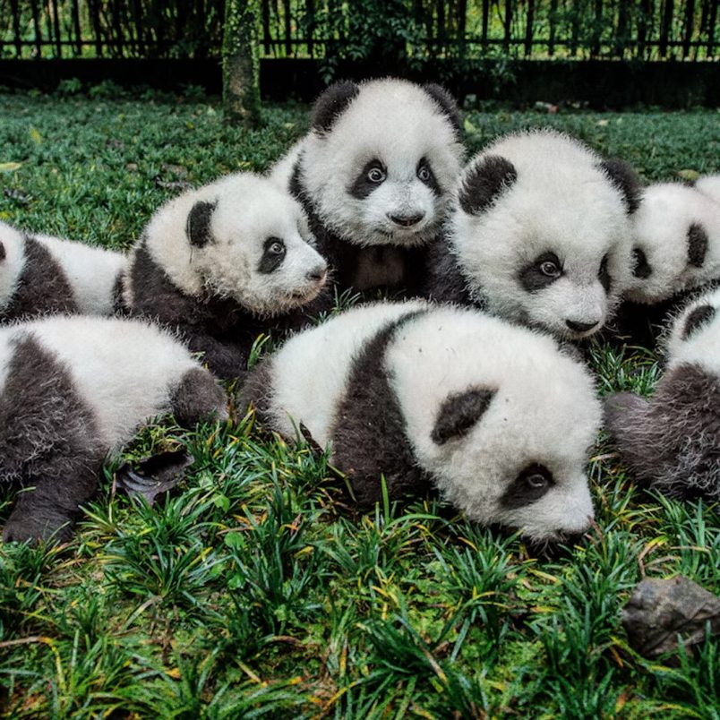 Why does only China hold the right to own all pandas?